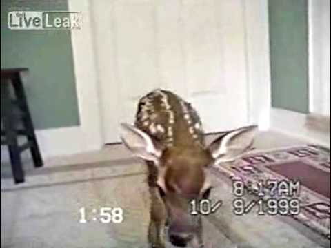 Deer Fawn Comes Through Kitty Door - Deer Video
