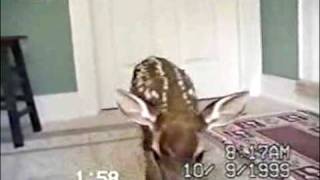 Deer Fawn Comes Through Kitty Door - Deer Video