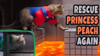 Super Mario Cat Bros rescue Princess Peach Together !!
