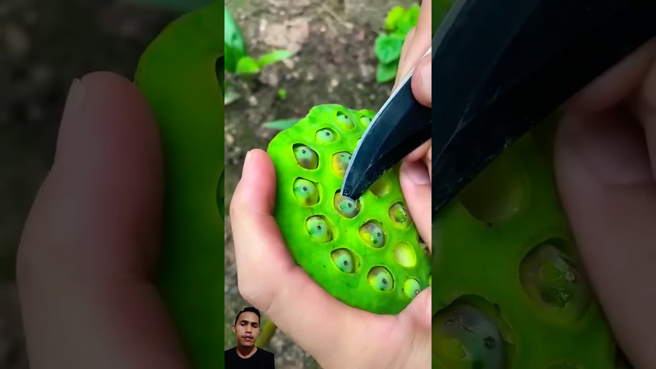 Cara mencongkel biji bunga lotus 