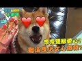 【奈奈阿楞小劇場x王與異界騎士】柴犬奈奈少女心大爆發啦?!