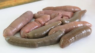 개불 손질법 How To Dress S Worm Gaebul