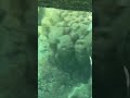 Coral | coral view | Sea corals | Jolly Bouy Island | Andaman nicobar | andaman island | Island