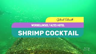 Werbellinsee Tauchplatz Altes Hotel tauchen am Wrack mit Schwebegarnelen - Schwebgarnelen Glaskrebse