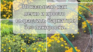 Сажаем Бархатцы (тагетес)  так, что бы обойтись без пикировки. Как вырастить Бархатцы без заморочек.