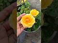 wow very nice #khetibadi #gulab #shortvideo