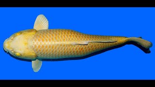 Download Lagu Yamabucki Izumyia 80cm Sansai Female MP3