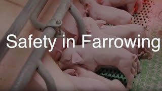 Safety in Farrowing