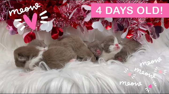 Video 2504951: exotic longhair kitten, chocolate exotic shorthair, exotic cattery, kittens litter, bicolor kitten, beautiful kitten