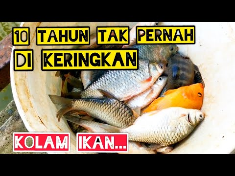 Video: Apakah jenis kek yang dibuat oleh BJ?