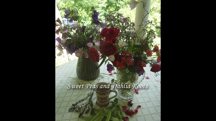 Growing Dahlias with Sweet Peas?  Video Short in H...