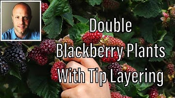 Double Your Blackberry Vines with Tip Layering!