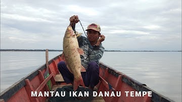 MANTAU IKAN PATIN DANAU TEMPE - Episode 3