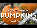 How to grow pumpkins with david domoney