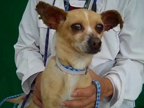dog adoption mauritius A4946928 Hannah