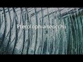 Pterolophia Teocchii Pterolophia Teocchii