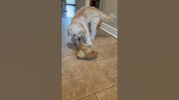 Me and My Monkey Video!😂Noone loves Squishy Monkey🥲 #youtubeshorts #funny #dog #trending #monkey