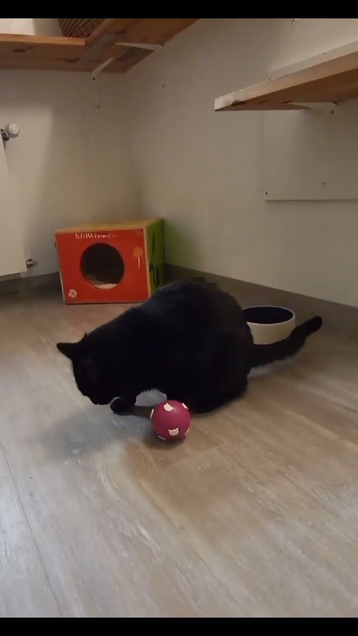 C magnifique vidéo chat