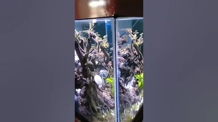 fish aquarium