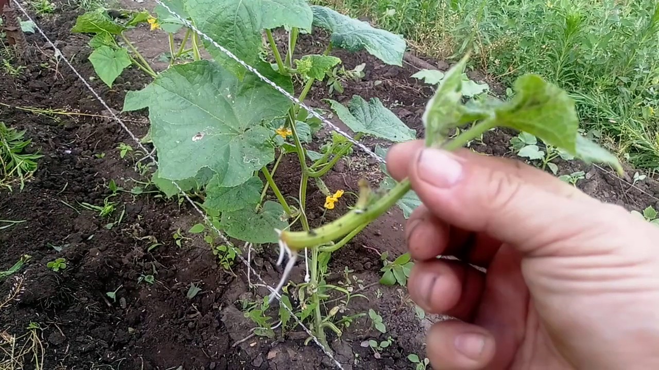 Обрезать ли огурцы. Пасынкование огурцов. Пасынкование кабачков. Пасынковать огурцы. Огурцы рассада пасынковать.