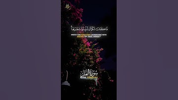 من خلق السماوات والأرض؟ 🌿 | سورة النمل ٢٧:٦٠ — تلاوة مؤثرة #تلاوة #قصيرة #القرآن