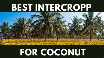 best intercropp for coconut|coconut intercropping plant