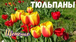 : ,  / Tulips, blooming.