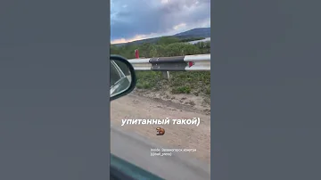БОБЁР или ондатра?