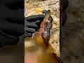 I found a black wood fossil stone inside. #woodfossil #stone #blackwood #blackstone #hunting