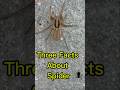 😱 3 facts about spider |interesting facts#saywowfun #shorts #facts