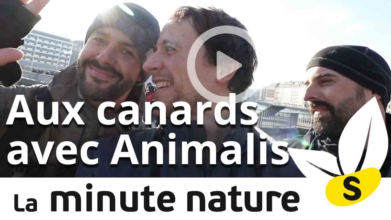 julien donzé origine AUX CANARDS AVEC ANIMALIS (No 36)