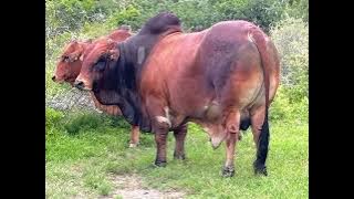 Download lagu Weedduu Loon Boorana Meelbanaa