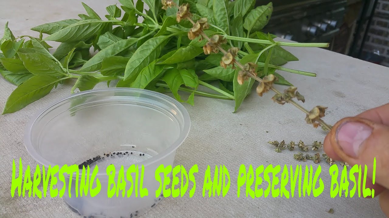 How to harvest basil seeds and preserve basil! - YouTube