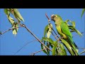 O Canto do Periquito-rei - Jandaia Coquinho - Gravado ao Vivo na Natureza - Peach-fronted Parakeet