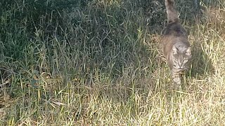 Grey cat on the prowl