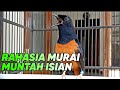 pancingan murai batu agar mudah bongkar isian dengarkan setiap hari