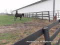 Reedannland - Teaching a foal to follow