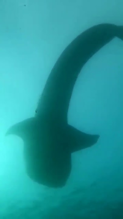 АКУЛА проплыла прямо над нами #акулы #акула #shark #fishing - YouTube