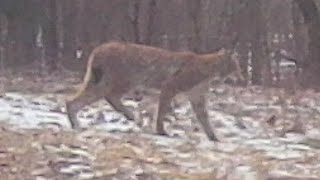 22.02.2024 - Рысь таки водится в Черниговских лесах - съёмка на фотоловушку