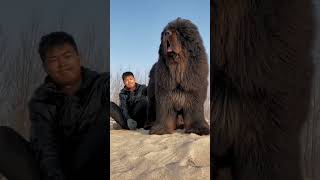 Boxer vs. Mastiff: Whos more protective dog trendingshorts shortfilm