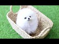 Cute and funny pet (P9) ✅ Cute Pomeranian Puppies Doing Funny Things  2020