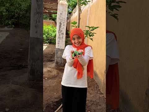 ياطير يا طاير فوق رايح على المدينة المنشدة سارة جمال بحبكم لاتنسوا الاشتراك