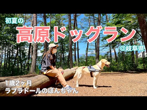 【ラブラドール#60】初夏の高原ドッグラン!@ひるがの高原とお蕎麦屋さん! 岐阜県 ラブラドールレトリバー labrador retriever 大型犬  和蕎庵 dogpark まきばの森