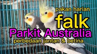 Mengenal Falk (parkit australia) cara perawatan dan membedakan jengkel