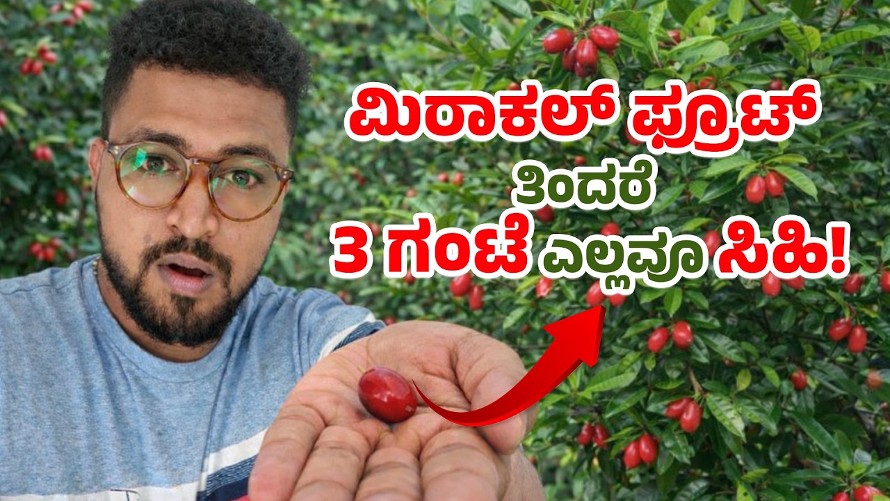 ನಿಂಬೆ ಕೂಡ ಸಿಹಿ ಆಗುತ್ತಾ?  Eat This Fruit & Everything Tastes Sweet for 3 Hours! Miracle Fruit