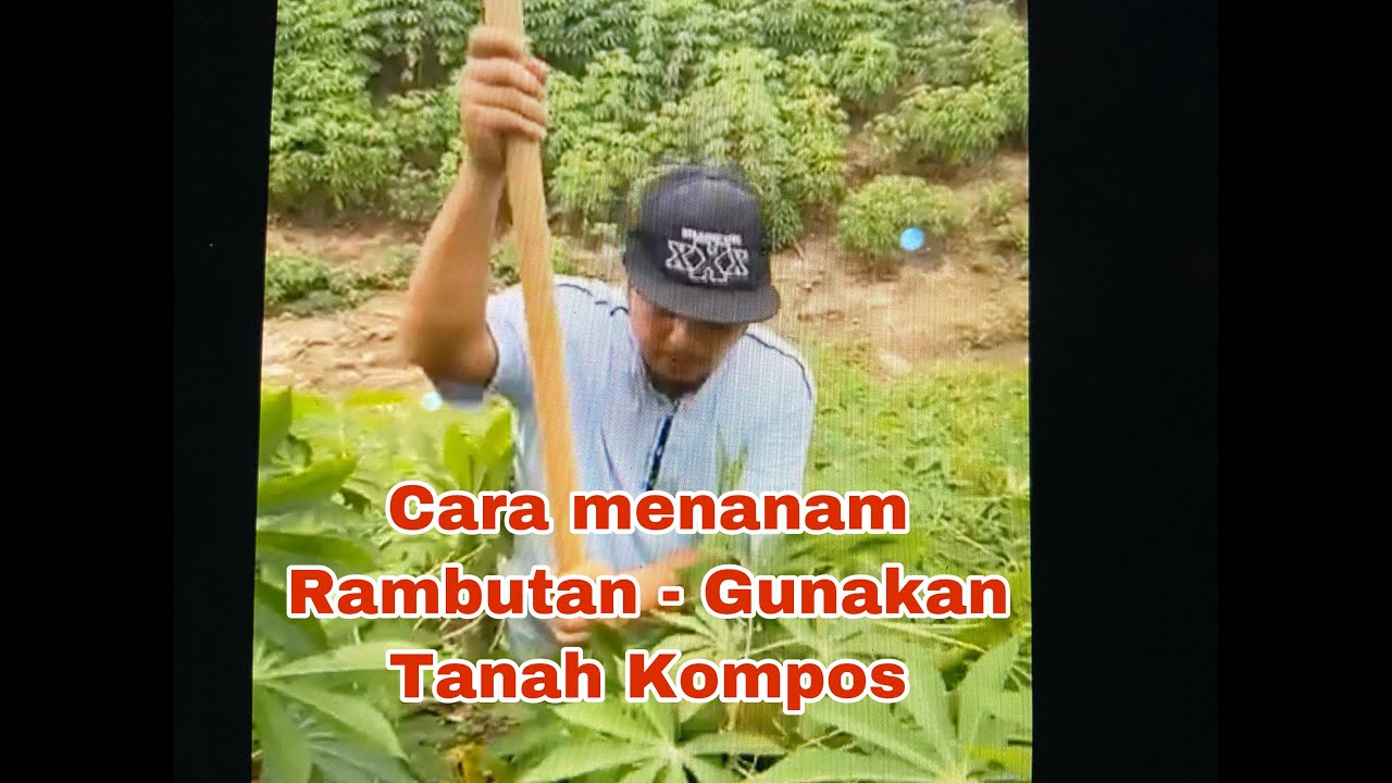 Cara Menanam Rambutan - Rambutan Cangkok. Gunakan Tanah Kompos. 