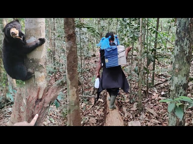 CAMPING DAN MIKAT BURUNG DALAM HUTAN SUMATRA KETEMU TEMPAT BERUANG MADU MENCARI MAKAN class=