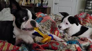 BFF OZZY & MAGGYMAY