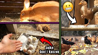 Vlog 100 - Czy inkubuję jajka gęsi i kaczek ? Króliczki screenshot 2