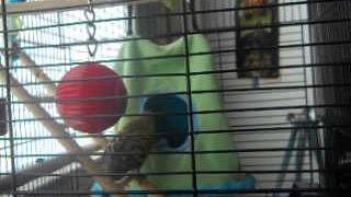 My Parakeet Throwing Her Toy Fom Her House